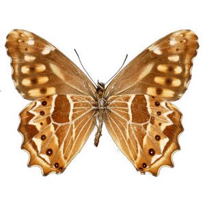 OXEOSCHISTUS HILARA HILARA OXEOSCHISTUS HILARA HILARA